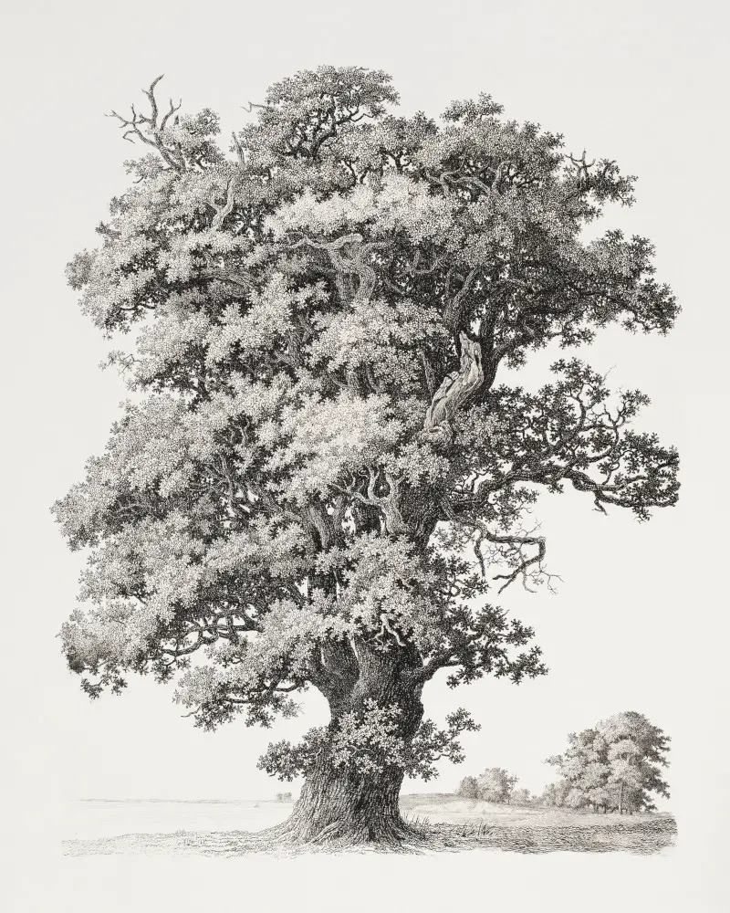 Detailed Tree Sketch from the 19th Century